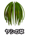 ヤシの草