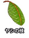 ヤシの枝